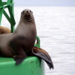 Mit der Sea Piper zu Walen und Robben in Sitka 13