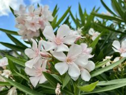 Blumen am Lago Trasimeno