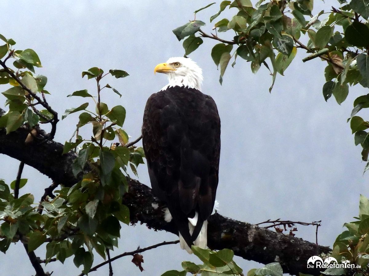 Das Wappentier der USA in den Bäumen 03