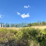 Impressionen aus der Toskana 15