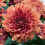 Der Herbst zu Besuch im Bellagio 08
