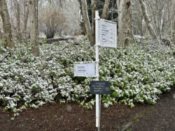 Rundgang durch Akureyri 14