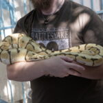 Ein Besuch im Rattlesnake Museum in Albuquerque 02
