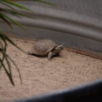 Ein Besuch im Rattlesnake Museum in Albuquerque 03