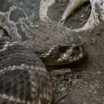 Ein Besuch im Rattlesnake Museum in Albuquerque 06