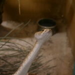 Ein Besuch im Rattlesnake Museum in Albuquerque 11