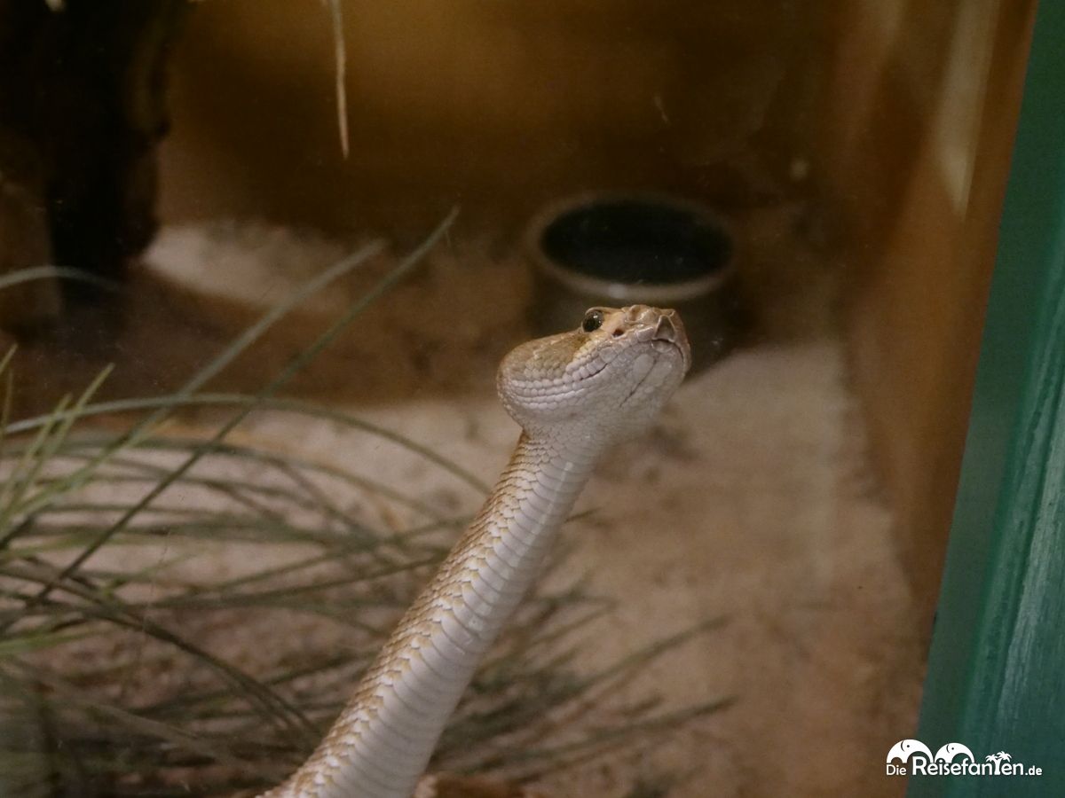 Ein Besuch im Rattlesnake Museum in Albuquerque 11