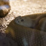 Ein Besuch im Rattlesnake Museum in Albuquerque 13