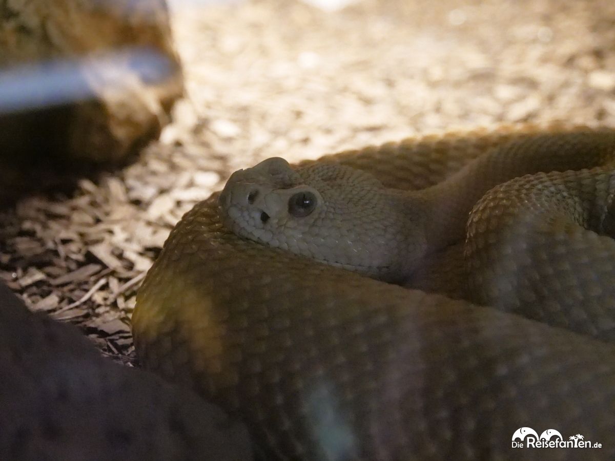 Ein Besuch im Rattlesnake Museum in Albuquerque 13