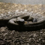 Ein Besuch im Rattlesnake Museum in Albuquerque 14