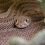 Ein Besuch im Rattlesnake Museum in Albuquerque 15