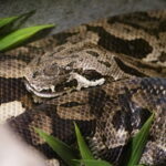Ein Besuch im Rattlesnake Museum in Albuquerque 17
