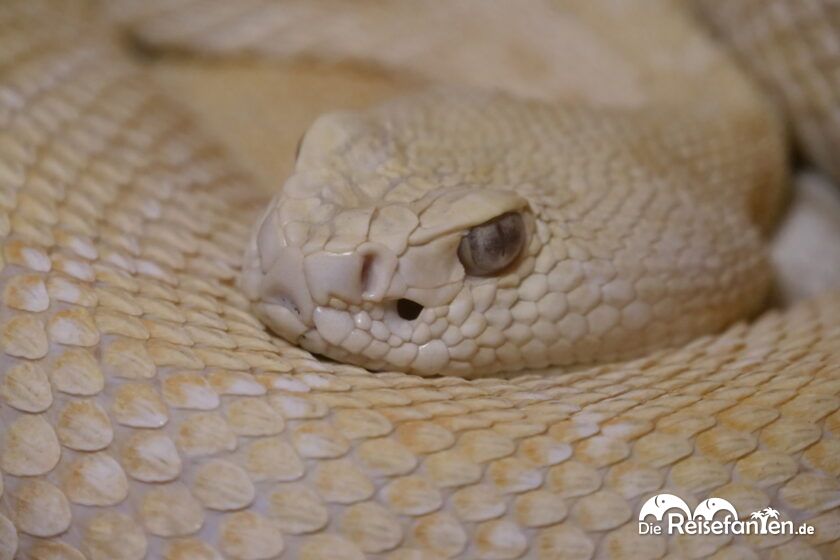 Ein Besuch im Rattlesnake Museum in Albuquerque 19