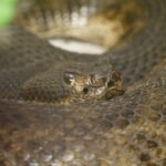 Ein Besuch im Rattlesnake Museum in Albuquerque 20