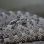 Ein Besuch im Rattlesnake Museum in Albuquerque 21