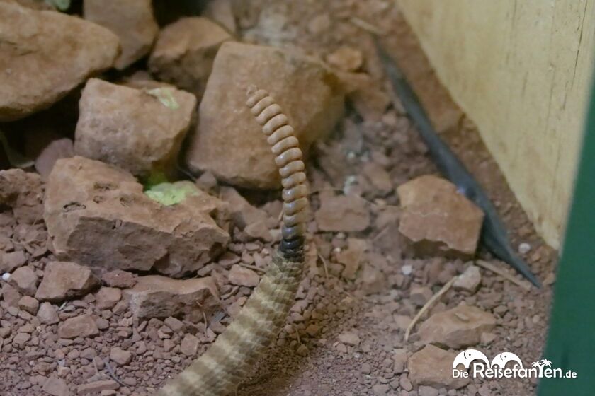 Ein Besuch im Rattlesnake Museum in Albuquerque 22