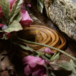 Ein Besuch im Rattlesnake Museum in Albuquerque 23