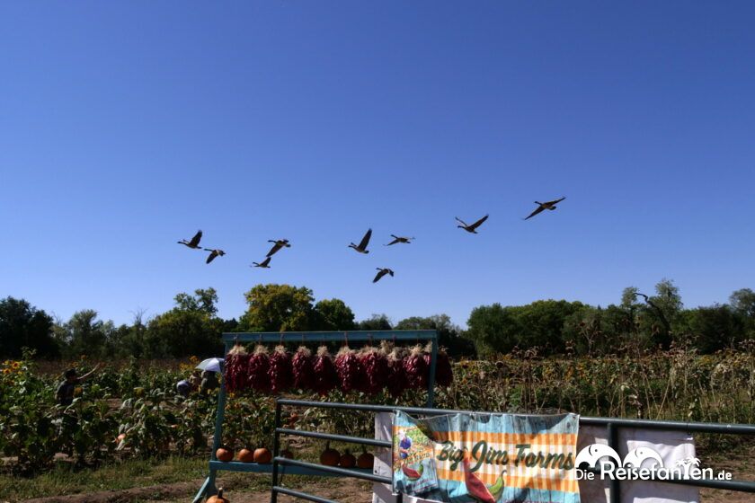 Kürbisse und Chilis bei Big Jim Farms 05