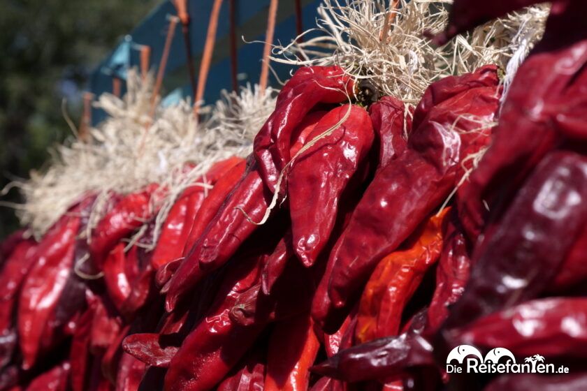 Kürbisse und Chilis bei Big Jim Farms 06