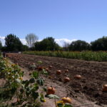 Kürbisse und Chilis bei Big Jim Farms 07