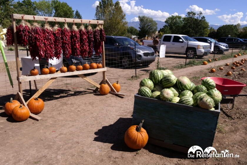 Kürbisse und Chilis bei Big Jim Farms 08