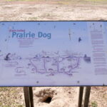Die Stadt der knuffigen Prairie Dogs in Lubbock 01