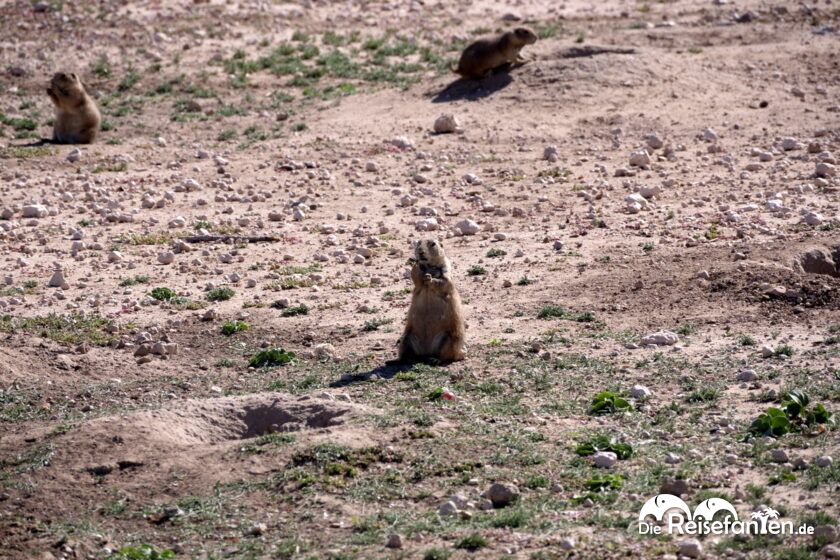 Die Stadt der knuffigen Prairie Dogs in Lubbock 02