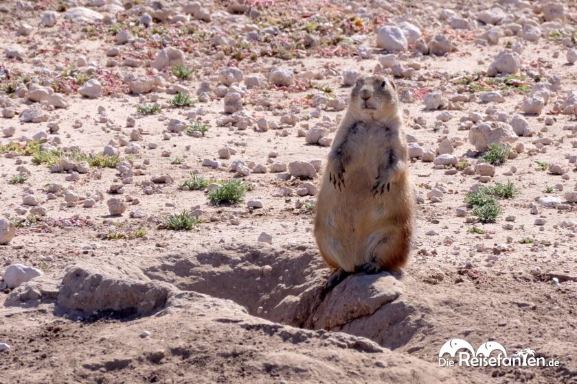 Die Stadt der knuffigen Prairie Dogs in Lubbock 04