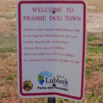 Die Stadt der knuffigen Prairie Dogs in Lubbock 08