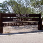 Die Stadt der knuffigen Prairie Dogs in Lubbock 09