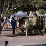 Ein Tag bei den Fort Worth Stockyards 06