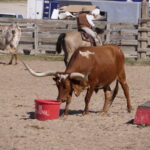 Ein Tag bei den Fort Worth Stockyards 09