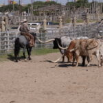 Ein Tag bei den Fort Worth Stockyards 10