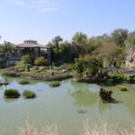 Im Japanischen Teegarten von San Antonio 06