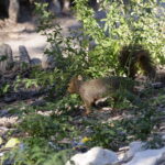 Im Japanischen Teegarten von San Antonio 08