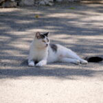 Im Japanischen Teegarten von San Antonio 11
