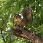 Im Japanischen Teegarten von San Antonio 13