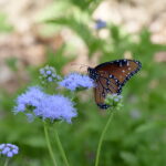 Im Japanischen Teegarten von San Antonio 14