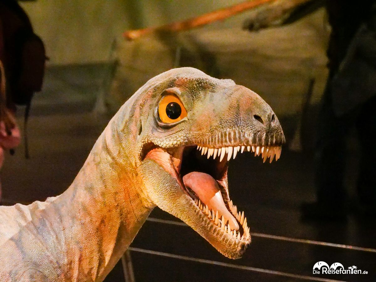 Ein Regentag im Royal Tyrrell Museum Das Paradies für Dino Fans 03