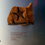 Ein Regentag im Royal Tyrrell Museum Das Paradies für Dino Fans 10