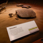 Ein Regentag im Royal Tyrrell Museum Das Paradies für Dino Fans 15