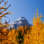 Eine Wanderung ins Larch Valley oberhalb des Moraine Lake 17