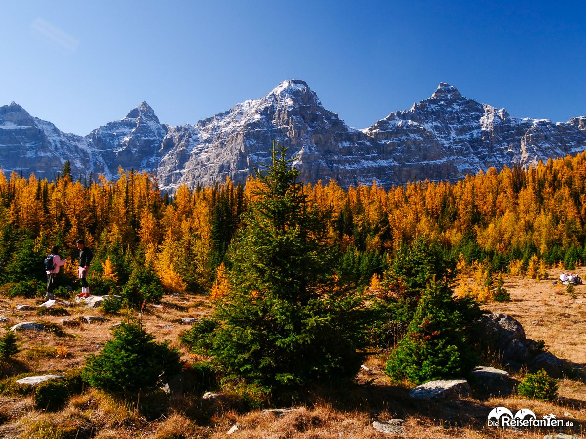 Eine Wanderung ins Larch Valley oberhalb des Moraine Lake 20