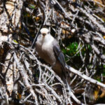 Eine Wanderung ins Larch Valley oberhalb des Moraine Lake 24