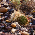 Horsethief Canyon und die Hoodoos 15