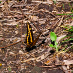 Der Japanese Friendship Garden & Museum in San Diego 19