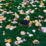 Die „Last of Us“ Brücke in Canmore 02