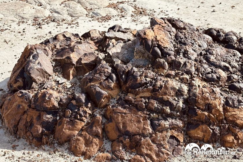 Dinosaur Provincial Park in Alberta 17