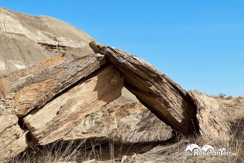 Dinosaur Provincial Park in Alberta 28
