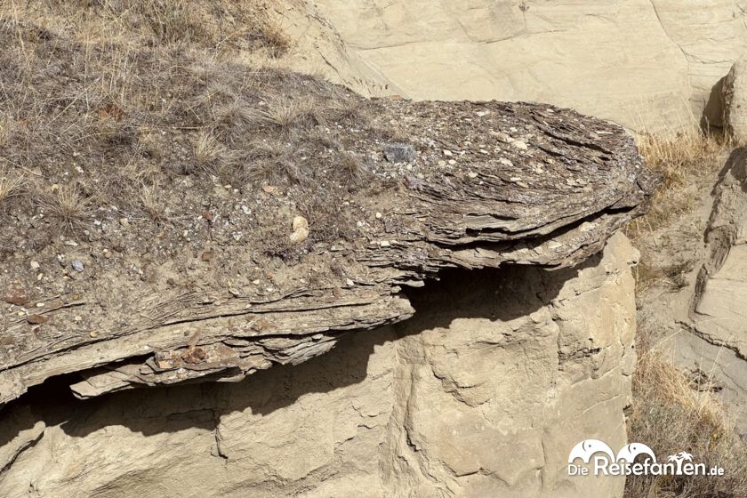 Dinosaur Provincial Park in Alberta 35
